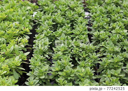 Rows of Million Bells plants growing in seedling trays Rows of Million Bells plants growing in seedling trays 77242525