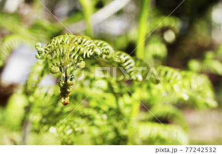 leaf of common bracken fern 77242532