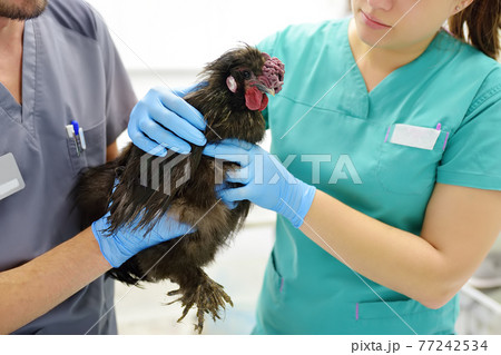 Veterinarian inspection of chicken. Veterinary clinic during work. Farm animals health. Chicken at a vet's appointment. 77242534