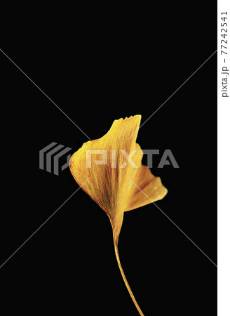 Yellow ginkgo leaf on black background Yellow ginkgo leaf on black background 77242541