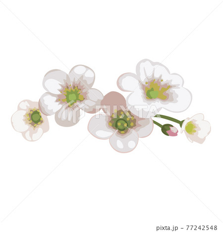 Flowers white meadow Saxifrage. Vector illustration isolated on white background. Flowers white meadow Saxifrage. Vector illustration isolated on white background. 77242548