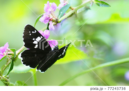 ミソハギの花に止まるダイミョウセセリ ミソハギの花に止まるダイミョウセセリ 77243736