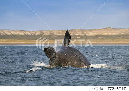 Whale Patagonia Argentina 77243737
