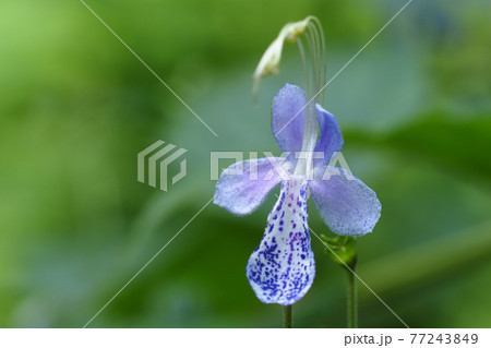 カリガネソウの花 カリガネソウの花 77243849