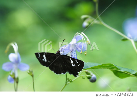 カリガネソウの花に止まるダイミョウセセリ カリガネソウの花に止まるダイミョウセセリ 77243872