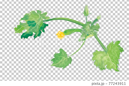 ズッキーニ5月 77243911