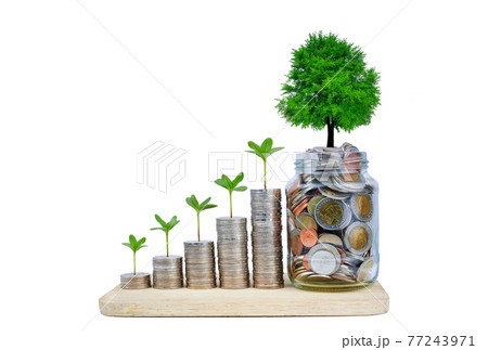 Money saving. Small tree growing on a money coin step increase. Business growth and success on white background. 77243971