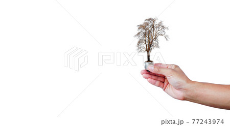 hand holding a tree leafless in a light bulb on white background. green energy for environment and save the earth ecology concept. 77243974