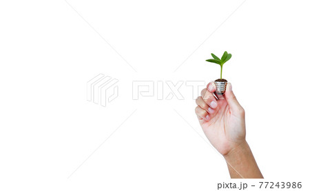 A tree glowing in a light bulb on white background with clipping path. green energy for environment and save the earth ecology concept. 77243986