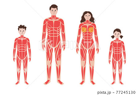 Human muscular system 77245130