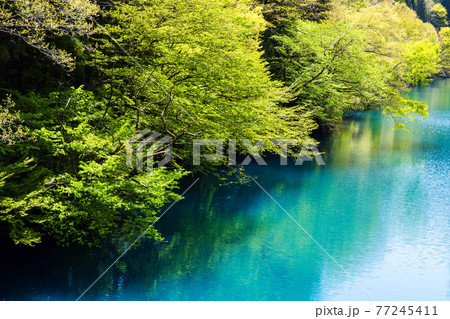 新緑の四万湖 77245411