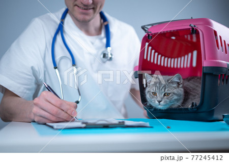 Tabby cute cat Scottish Straight breed on visit to vet doctor at animal hospital. Happy european veterinarian with clipboard in clinic next to pet carrier at examination table. Veterinary practice 77245412