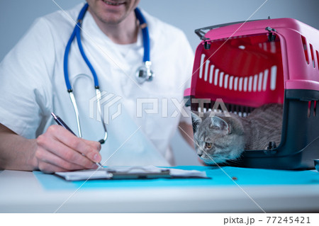 Male veterinarian takes notes on health check of gray Scottish Straight kitten in animal carrier on examination table in clinic. Veterinarian wiriting on clipboard near tabby cat. Check health animal Male veterinarian takes notes on health check of gray Scottish Straight kitten in animal carrier on examination table in clinic. Veterinarian wiriting on clipboard near tabby cat. Check health animal 77245421