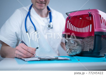 Tabby cute cat Scottish Straight breed on visit to vet doctor at animal hospital. Happy european veterinarian with clipboard in clinic next to pet carrier at examination table. Veterinary practice 77245422