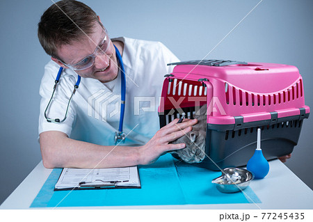 Tabby cute cat Scottish Straight breed on visit to vet doctor at animal hospital. Happy european veterinarian with clipboard in clinic next to pet carrier at examination table. Veterinary practice 77245435