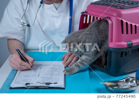 Male veterinarian takes notes on health check of gray Scottish Straight kitten in animal carrier on examination table in clinic. Veterinarian wiriting on clipboard near tabby cat. Check health animal Male veterinarian takes notes on health check of gray Scottish Straight kitten in animal carrier on examination table in clinic. Veterinarian wiriting on clipboard near tabby cat. Check health animal 77245490
