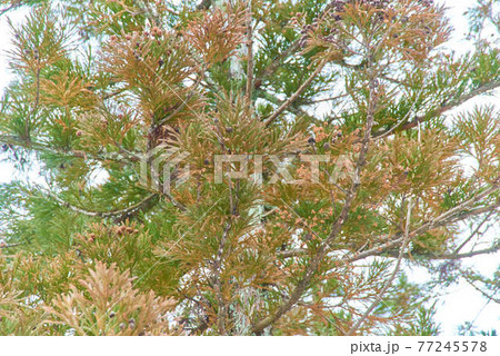 3月新潟県越後川口にあった杉の木 77245578