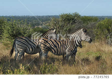 Common Zebra, Africa 77245765