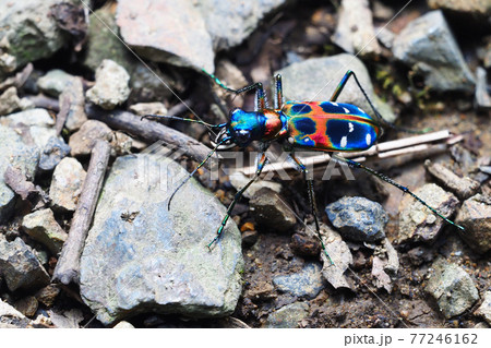 ハンミョウ(ナミハンミョウ)オス ハンミョウ(ナミハンミョウ)オス 77246162