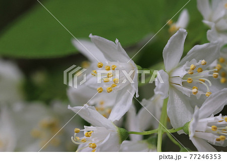 アオコウツギの花 アオコウツギの花 77246353