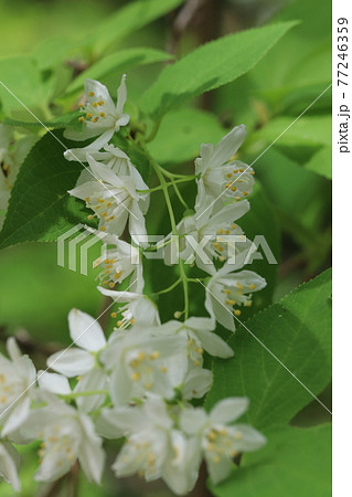 アオコウツギの花 アオコウツギの花 77246359