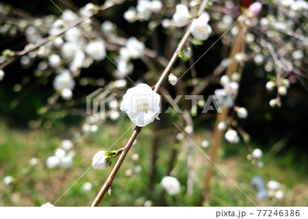 モモの花（白） 77246386