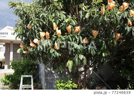 ビワの袋かけ 77246639