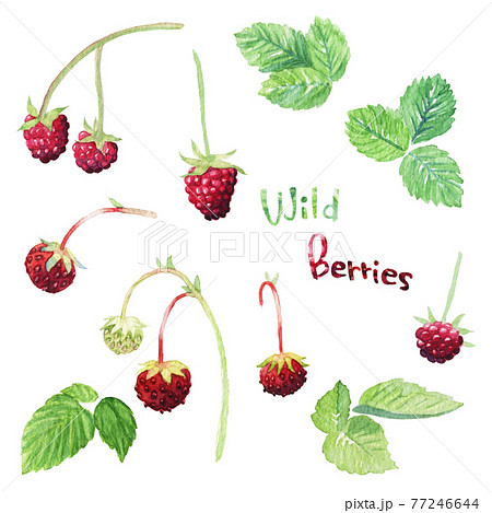＜水彩画＞魔法の森のラズベリーとワイルドストロベリーの手描きイラスト素材セット 77246644