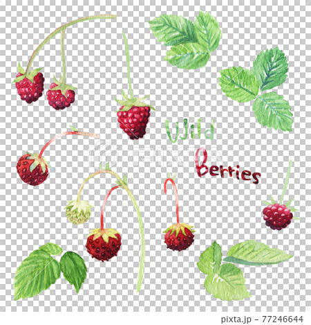 ＜水彩画＞魔法の森のラズベリーとワイルドストロベリーの手描きイラスト素材セット 77246644