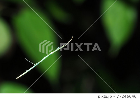 オナガグモ(緑色型) オナガグモ(緑色型) 77246646