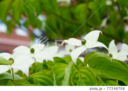 ヤマボウシの花 77246708