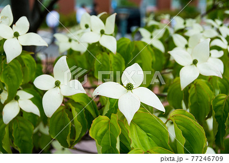 ヤマボウシの花の写真素材