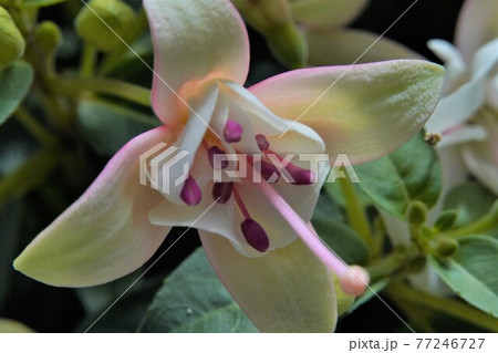 清楚で華麗なフクシアの花 清楚で華麗なフクシアの花 77246727