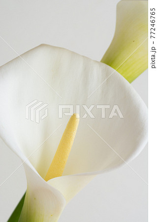 白背景の白いオランダカイウ 77246765