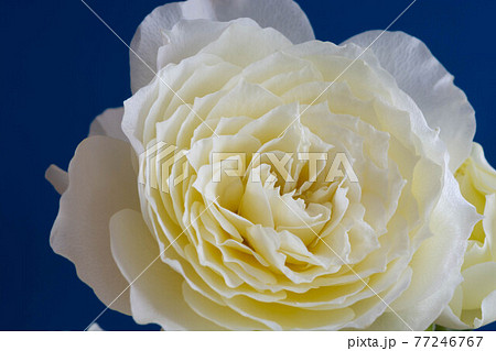 青背景の白い薔薇 77246767