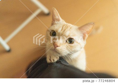 こちらを見つめおねだりする猫 77246804