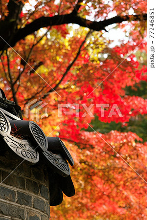 Maple trees with multicolored leaves in an ancient 77246851