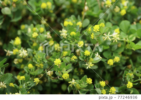コメツブツメクサの黄色く小さな花たち コメツブツメクサの黄色く小さな花たち 77246936