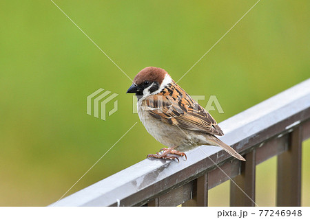 スズメ 77246948