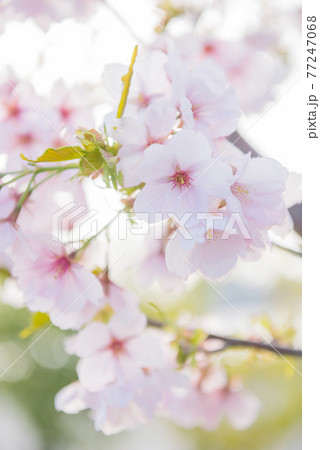 春の桜 春の桜 77247068