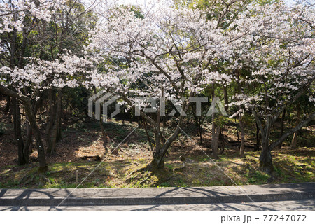 辯天宗 冥應寺周辺の桜 辯天宗 冥應寺周辺の桜 77247072