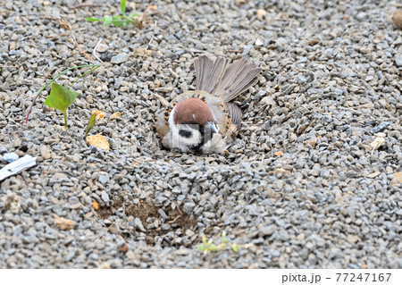 スズメ スズメ 77247167