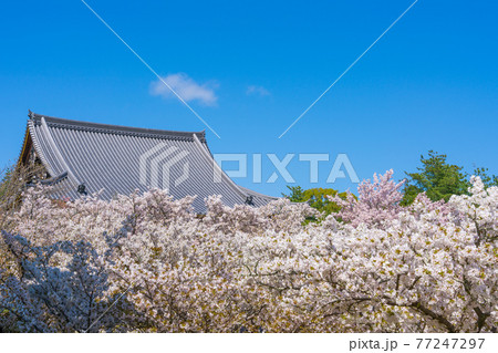 京都　仁和寺の御室桜と観音堂 77247297