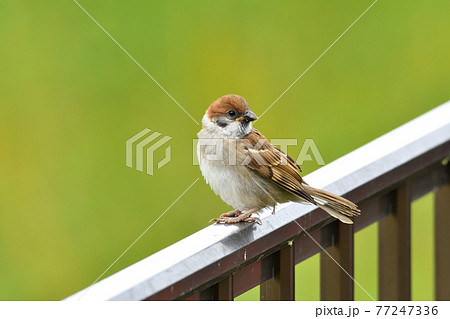 スズメの幼鳥の写真素材 スズメの幼鳥の写真素材