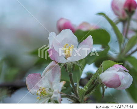 ひっそりと咲くちょうど見頃のリンゴの花 ひっそりと咲くちょうど見頃のリンゴの花 77247442