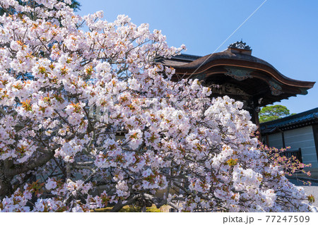 京都　仁和寺の御室桜と勅使門 77247509