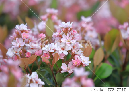 ピンク色のベニバナシャリンバイ ピンク色のベニバナシャリンバイ 77247757