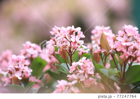 ピンク色のベニバナシャリンバイ ピンク色のベニバナシャリンバイ 77247764