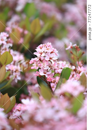 ピンク色のベニバナシャリンバイ 77247772