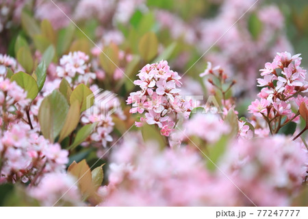 ピンク色のベニバナシャリンバイ 77247777